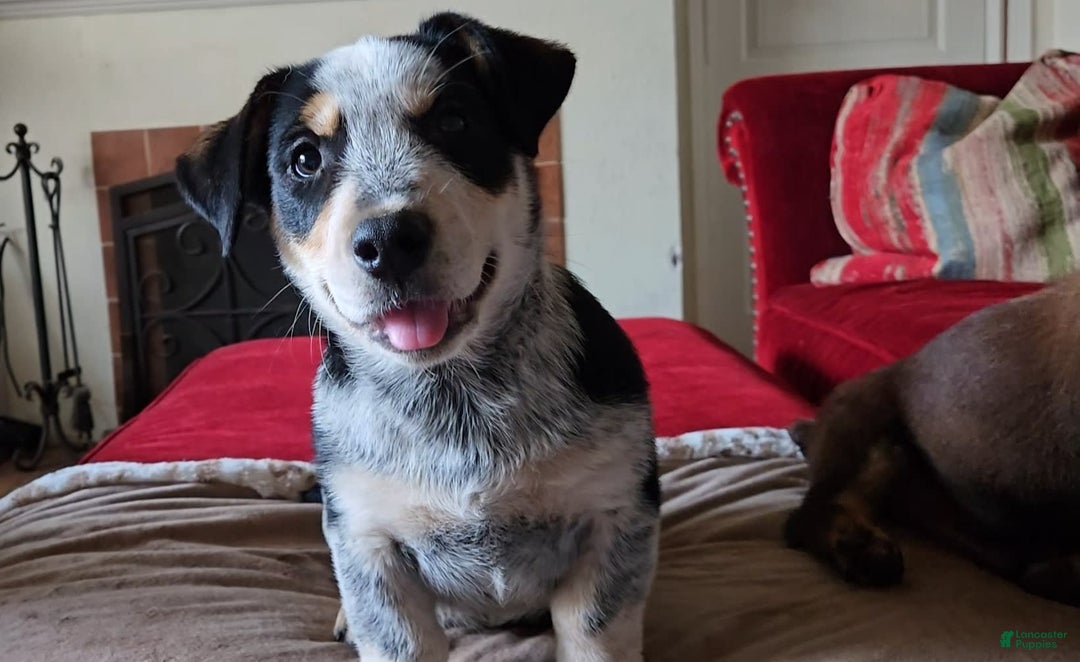 Australian Shepherd dogs for sale: Jose - Image 2