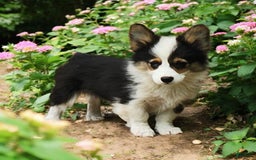 Welsh Corgi Pembroke dogs for sale: Tucker Fluffy - Image 20