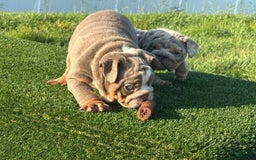 English Bulldog dogs for sale: Flo - Image 2