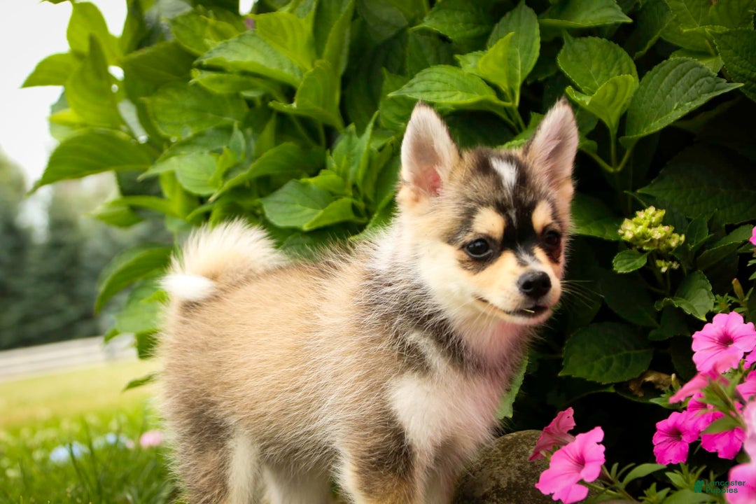 Pomsky dogs for sale: Fira - Image 21
