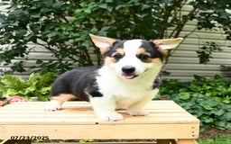 Welsh Corgi Pembroke dogs for sale: Casper - Image 10