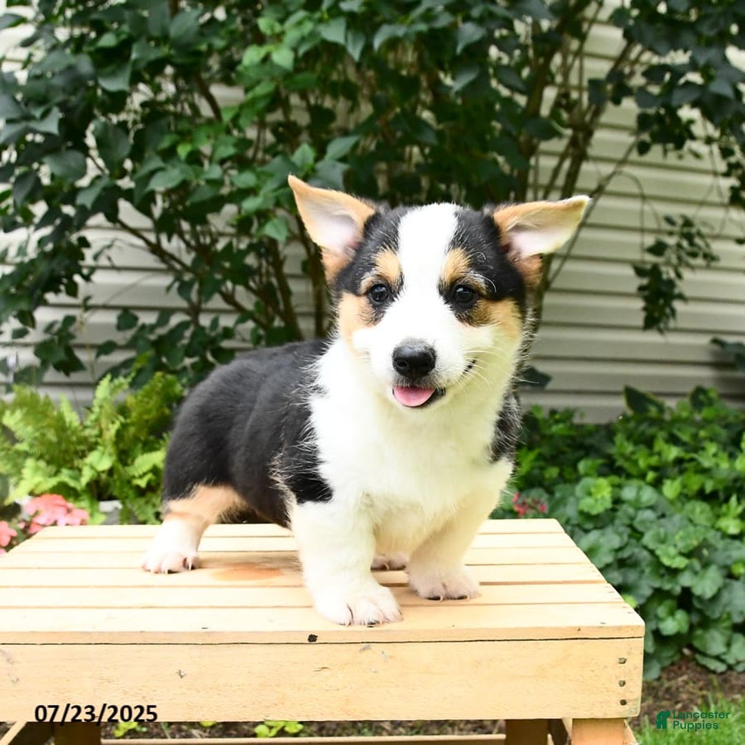 Welsh Corgi Pembroke dogs for sale: Casper - Image 10