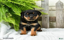Rottweiler dogs for sale: Rottweiler 9 puppies - Image 1
