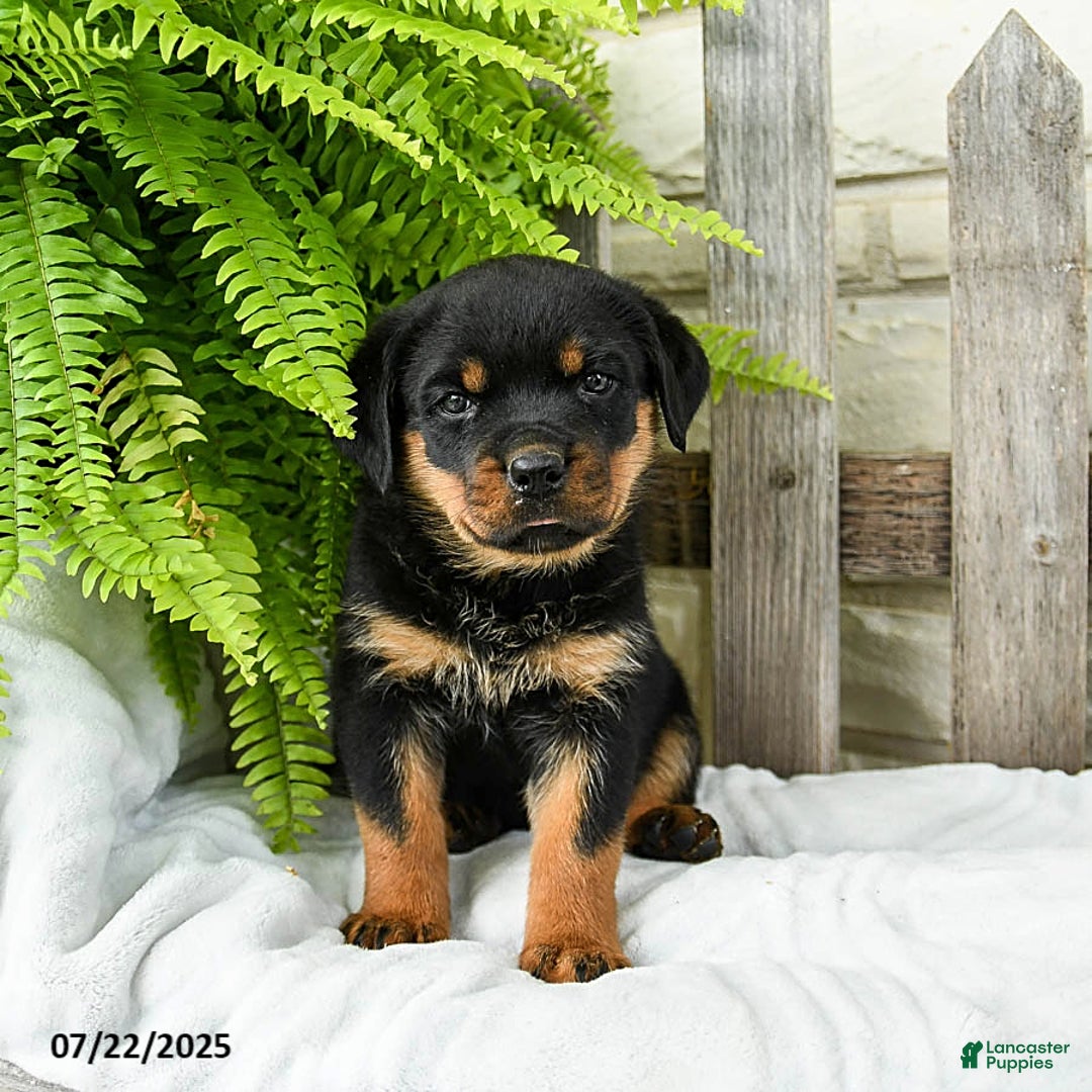 Rottweiler dogs for sale: Rottweiler 9 puppies - Image 1