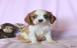 Cavalier King Charles Spaniel dogs for sale: Jasper - Image 2