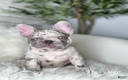 French Bulldog dogs for sale: Dixie - Image 4