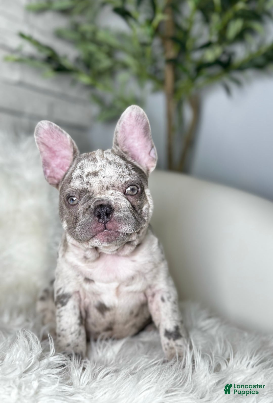 French Bulldog dogs for sale: Dixie - Image 4