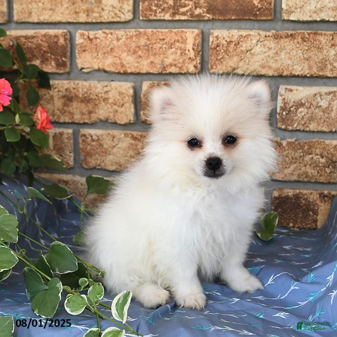 Pomeranian dogs for sale: Teddy - Image 4