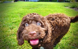 Havapoo dogs for sale: Genesis - Image 5
