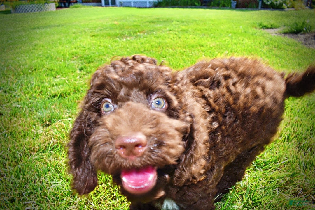 Havapoo dogs for sale: Genesis - Image 5