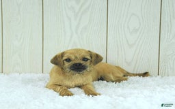 Toy Poodle dogs for sale: Dylan - Image 10