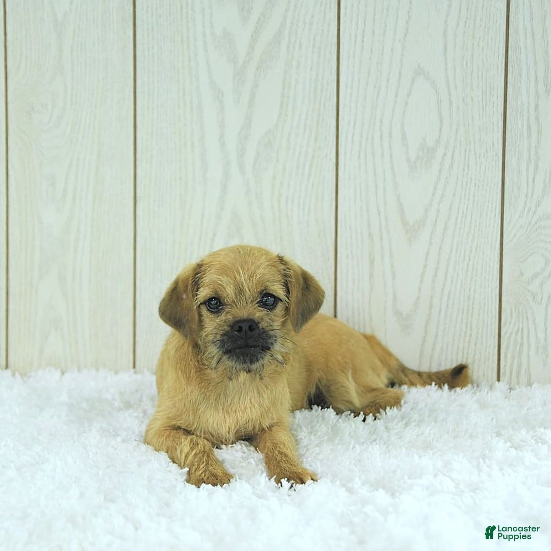 Toy Poodle dogs for sale: Dylan - Image 10