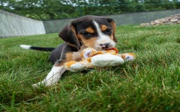 Beagle dogs for sale: Kirby - Image 6