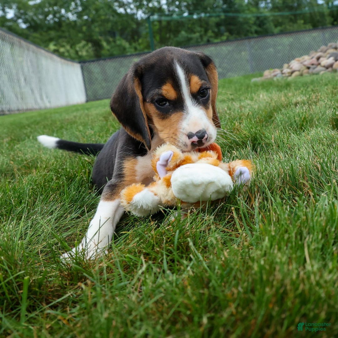 Beagle dogs for sale: Kirby - Image 6