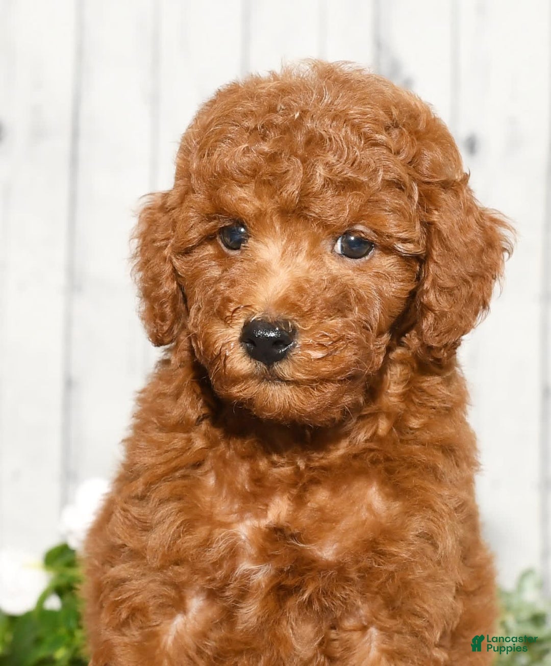 Miniature Poodle dogs for sale: Zinc - Image 9