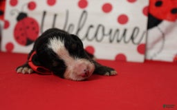 Bernese Mountain Dog dogs for sale: Cherrio - Image 10