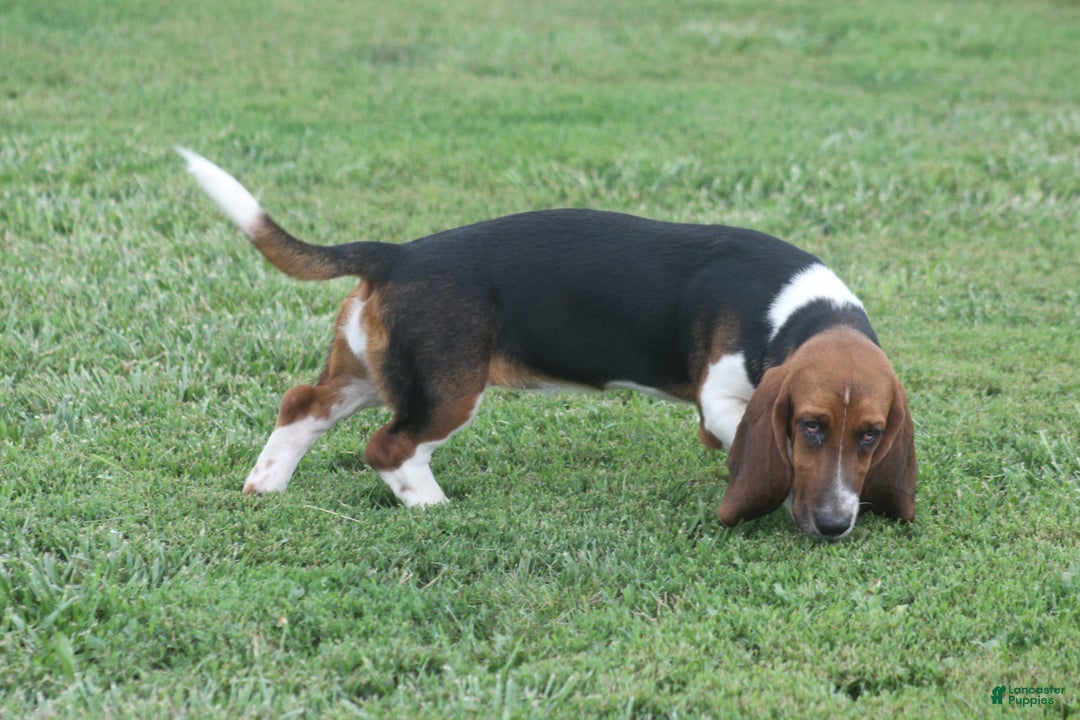 Basset Hound dogs for sale: FAY - Image 1