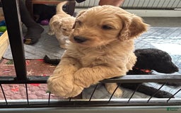 Goldendoodle dogs for sale: Lillies Litter - Image 2