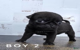 Pug dogs for sale: Runt - Champion Lines - Image 6