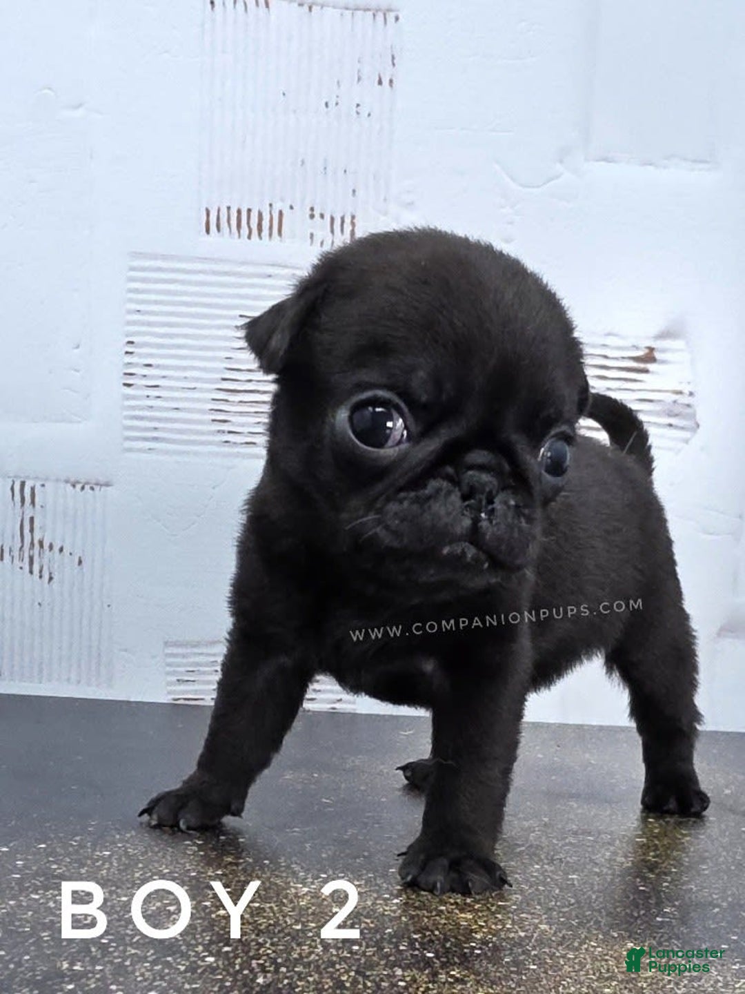 Pug dogs for sale: Runt - Champion Lines - Image 6