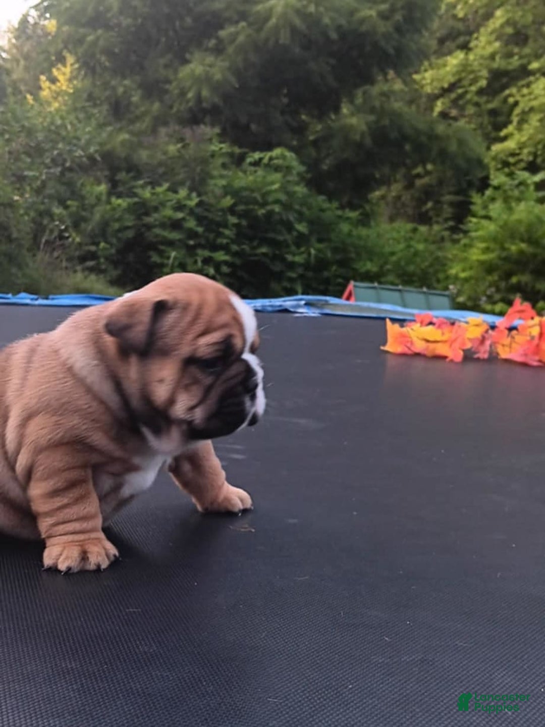 English Bulldog dogs for sale: Dixie - Image 4