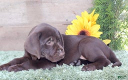 Labrador Retriever dogs for sale: Sally - Image 4