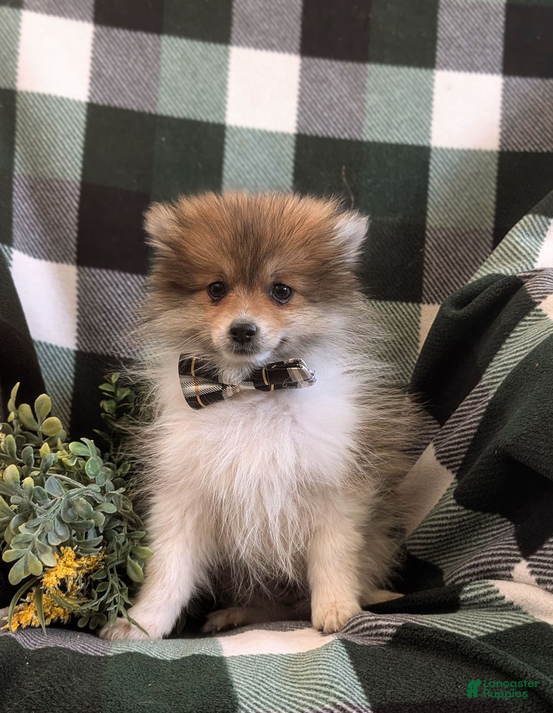 Pomeranian dogs for sale: Pearson Small - Image 3