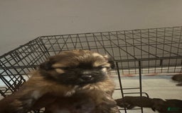 Shih Tzu dogs for sale: Not Name Yet - Image 3