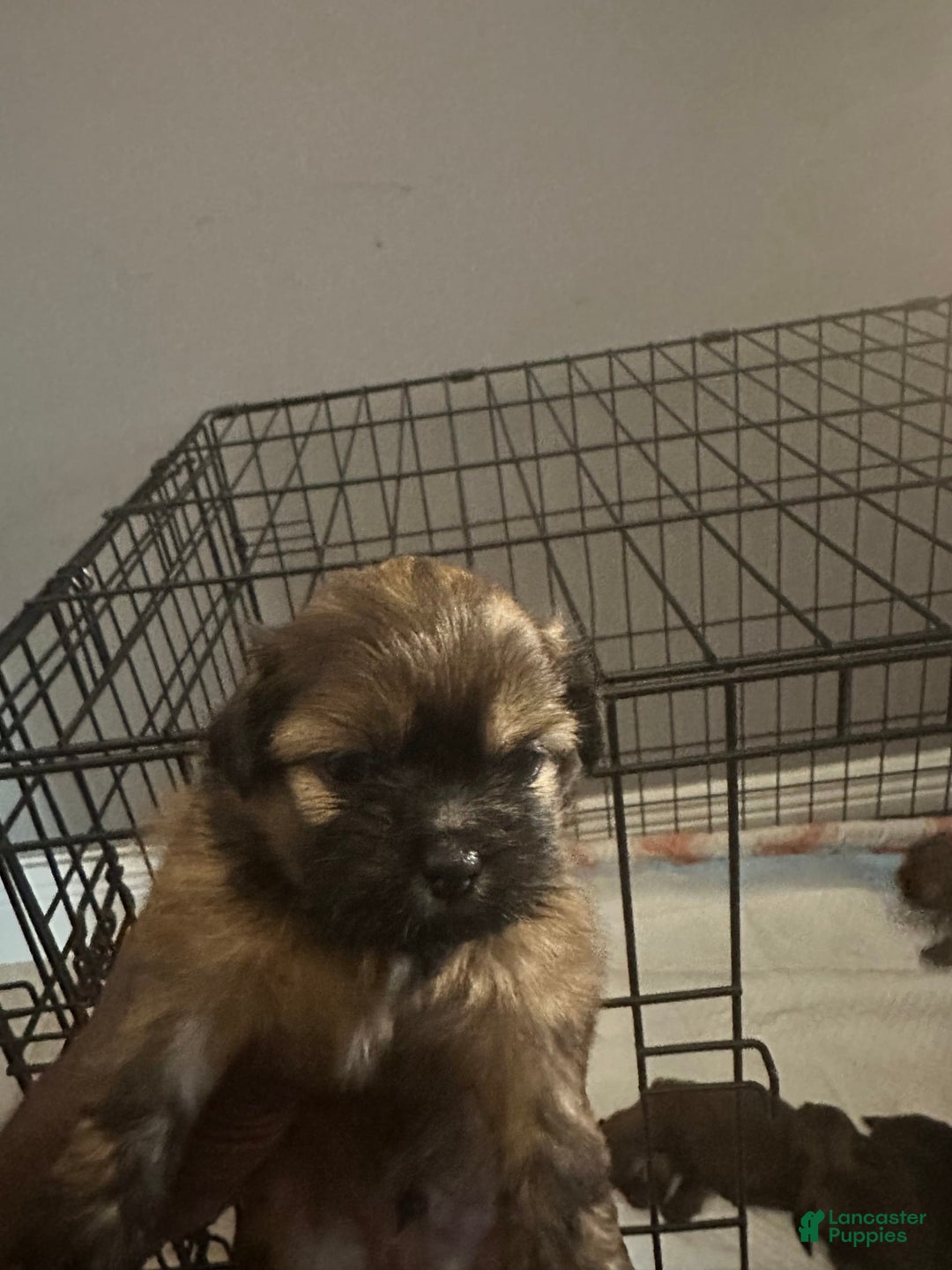 Shih Tzu dogs for sale: Not Name Yet - Image 3
