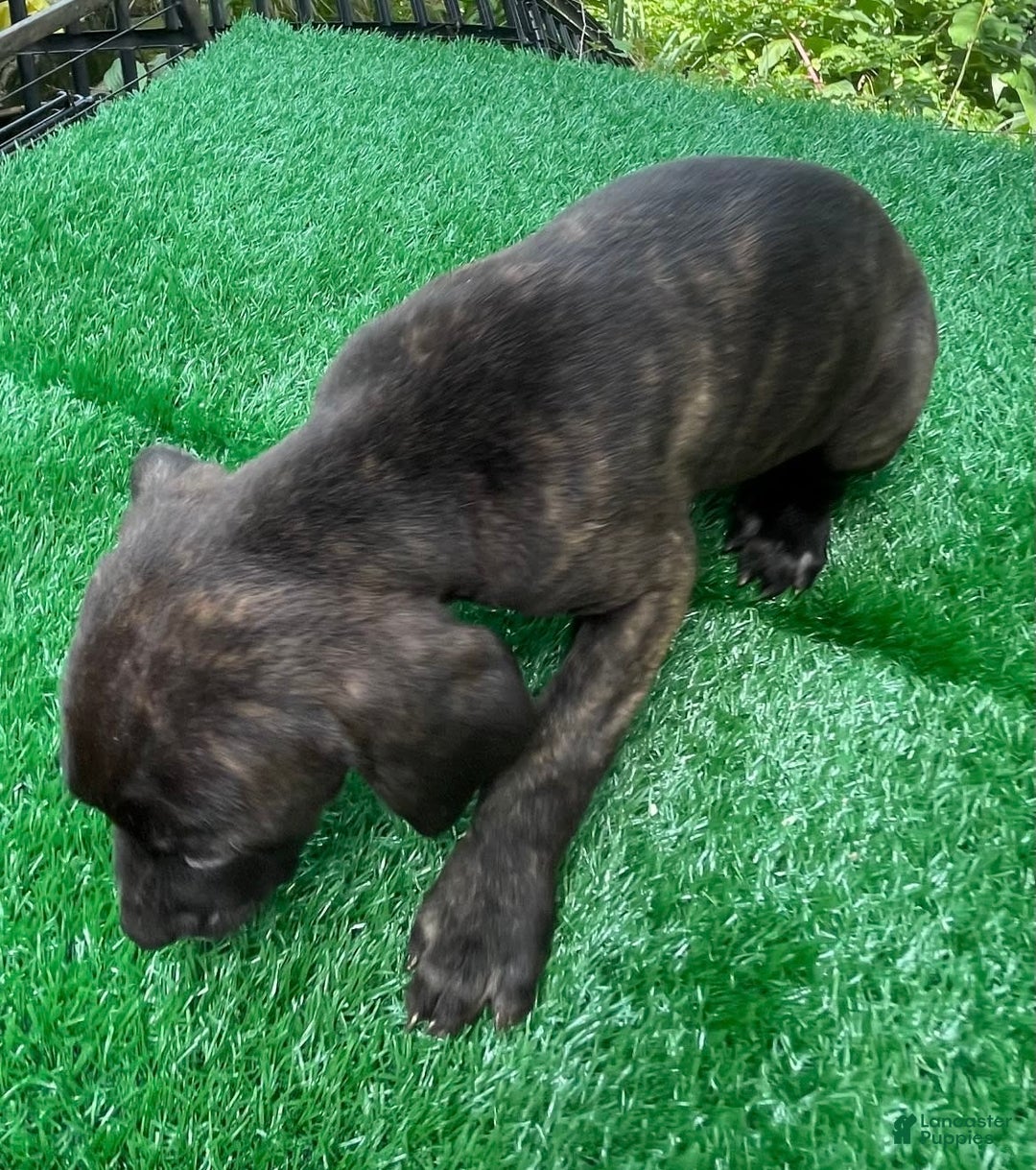 Cane Corso dogs for sale: Iccf Ozzy - Image 6