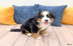 Bernese Mountain Dog dogs for sale: Ryder - Image 1