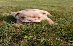 English Bulldog dogs for sale: Hunter - Image 10