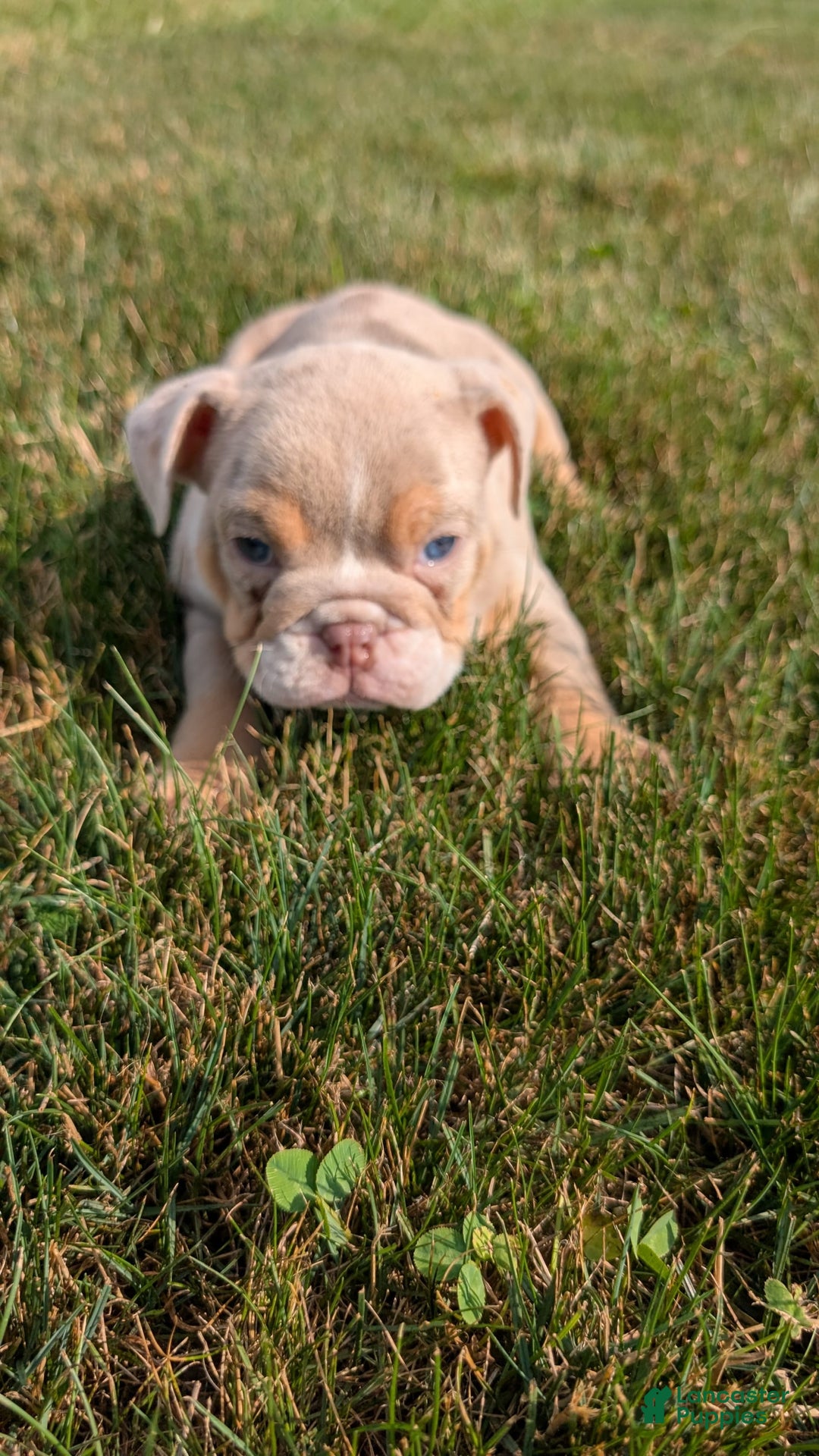 English Bulldog dogs for sale: Hunter - Image 10