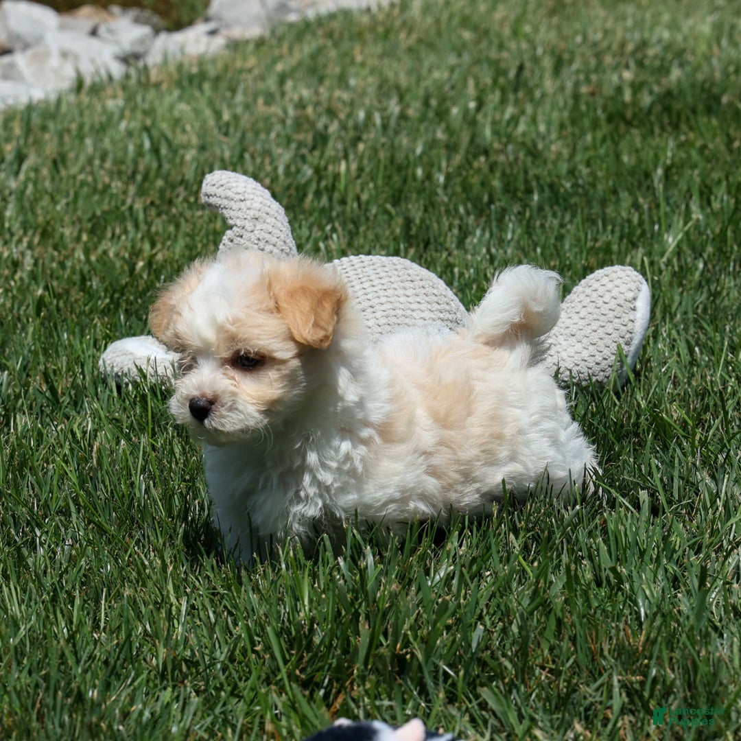 Maltipoo dogs for sale: Rubble - Image 13