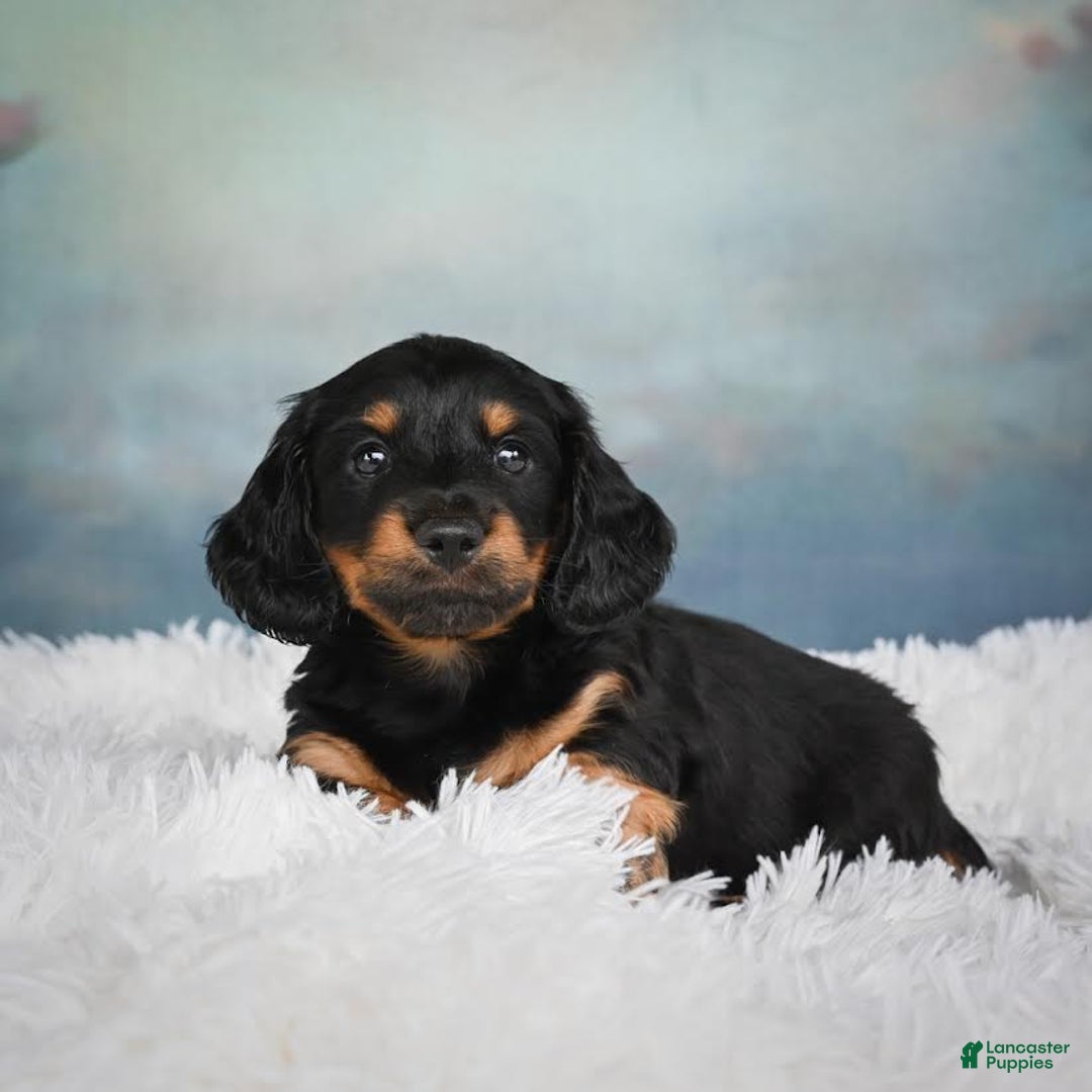 Miniature Dachshund dogs for sale: Miles - Image 13