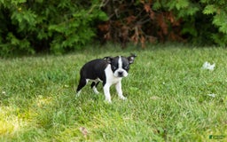 Boston Terrier dogs for sale: Boston Terrier 9 puppies - Image 9