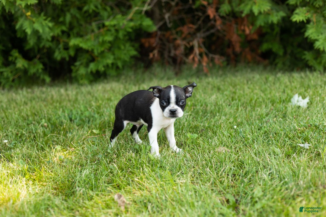 Boston Terrier dogs for sale: Boston Terrier 9 puppies - Image 9