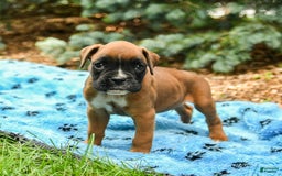 Boxer dogs for sale: Harley - Image 3
