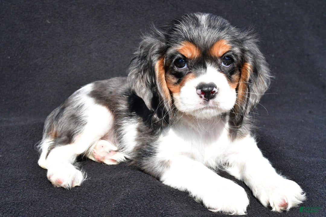 Cockalier dogs for sale: Violet - Image 1