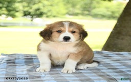 Great Pyrenees dogs for sale: Lassie - Image 1