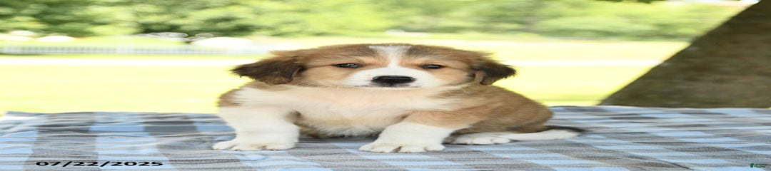 Lassie