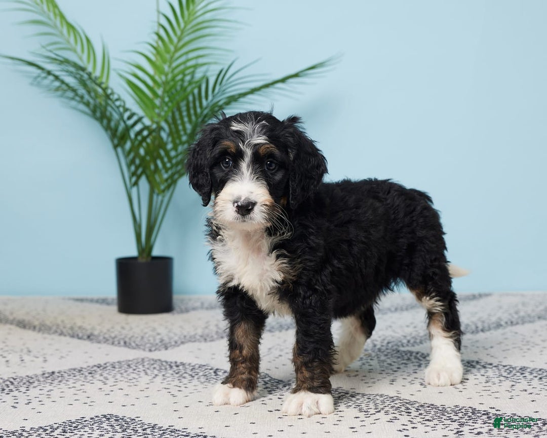 Bernedoodle dogs for sale: cuddles - Image 2
