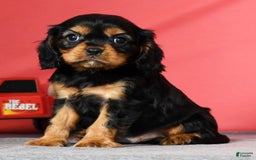 Cavalier King Charles Spaniel dogs for sale: Milo - Image 3