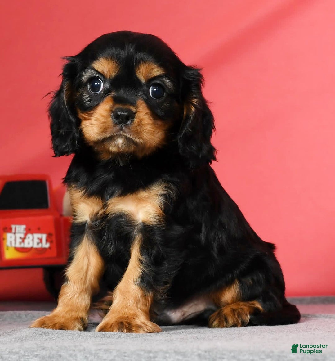 Cavalier King Charles Spaniel dogs for sale: Milo - Image 3