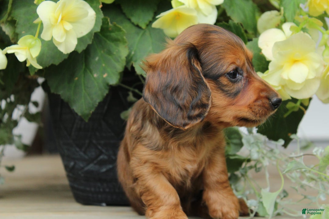 Miniature Dachshund dogs for sale: Smokey - Image 3