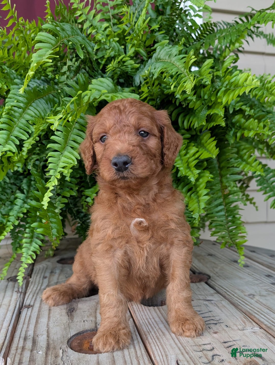 Goldendoodle dogs for sale: Dash - Image 22