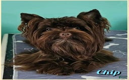 Yorkshire Terrier dogs for sale: Maverick - Image 8