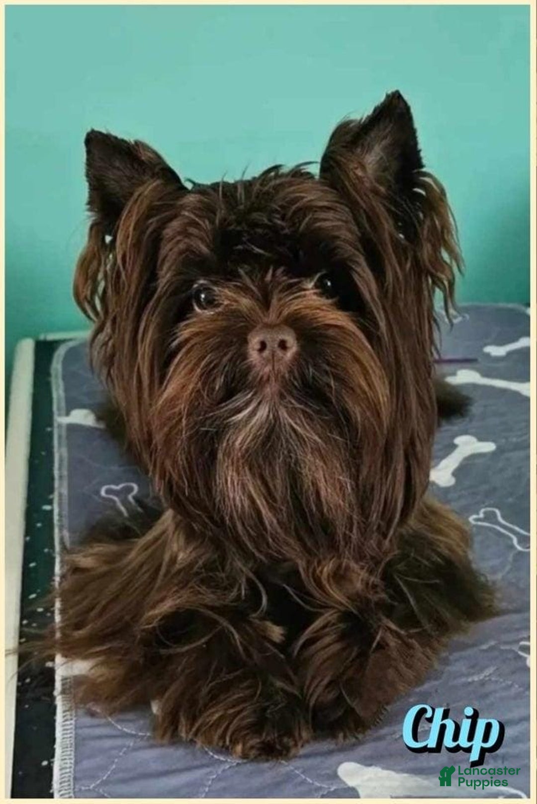 Yorkshire Terrier dogs for sale: Maverick - Image 8