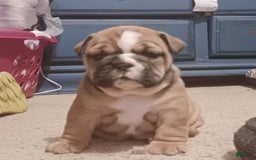 English Bulldog dogs for sale: Dixie - Image 5