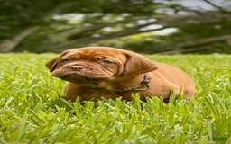 Dogue De Bordeaux dogs for sale: Green Female - Image 8